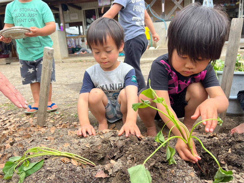 さつまいもの苗植え